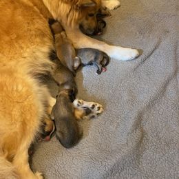 Icelandic Sheepdog Puppies from Paula Sanderson's Icelandic Sheepdogs