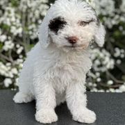 Jane (pink) - Brown and white Spanish Water Dog puppy in Beaufort County, North Carolina from Shady Banks Kennel