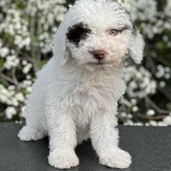 Jane (pink) - Brown and white Spanish Water Dog puppy in Beaufort County, North Carolina from Shady Banks Kennel