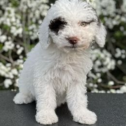 Jane (pink) - Brown and white Spanish Water Dog puppy in Beaufort County, North Carolina from Shady Banks Kennel