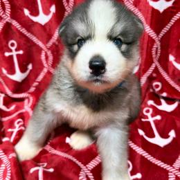 AKC Kona - Gray and white male Siberian Husky puppy in Centreville, Maryland from Huskies By the Bay