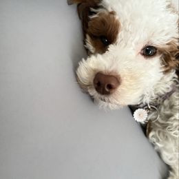 Ruthie - Goldendoodle