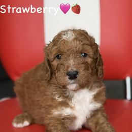 Strawberry - Red female Bernedoodle puppy in Lancaster, Minnesota from Richardville Hunde