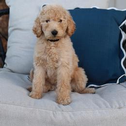 Prince Phillip - Brown male Bernedoodle puppy in Yuba City, California from Ranch House Doodles
