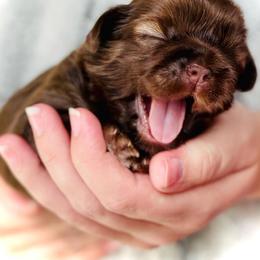 Shih Tzu Puppies from Savage Elegance Texas