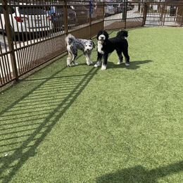 Bernedoodle and Goldendoodle All Grown Up from Rose canyon doodles