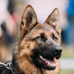 German Shepherds from Kritzercreek
