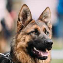 German Shepherds from Kritzercreek