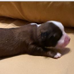 Boy 1 Aussie Doodle - Red male Miniature Australian Shepherd puppy in Pensacola, Florida from TNT MINI AUSSIES