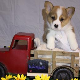 Cooper now Wumble..so cute - Sable male Pembroke Welsh Corgi puppy in Purcellville, Virginia from Rhone River Farm Pembroke Welsh Corgis