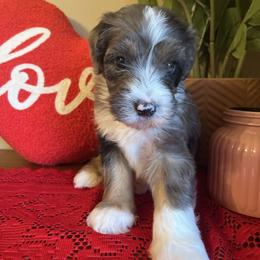 Boy 7 - Merle male Bernedoodle puppy in Perryville, Maryland from Heavenly Heritage Dachshunds and Doods