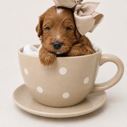 Yasmin - Red  female Goldendoodle puppy in State Road, North Carolina from Must Love Doodles
