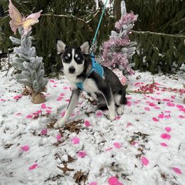 Rayna - Black and white Pomsky puppy in Niles, Ohio from Northern Lights Arctic Spitz Pomskies