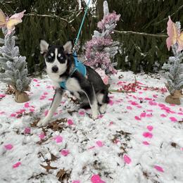 Rayna - Black and white Pomsky puppy in Niles, Ohio from Northern Lights Arctic Spitz Pomskies