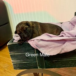 Green male - Sable male German Shepherd puppy in Terrell, Texas from Von Brodek Kennels