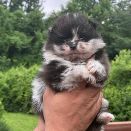 Duke - Blue merle male Pomeranian puppy in Kansas City, Missouri from S&K Pomeranians