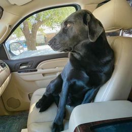 Dilute Retrievers from Excelsior Labradors