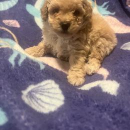 Tommy - Apricot male Poodle puppy in Gastonia, North Carolina from Precious pups dynasty kennel