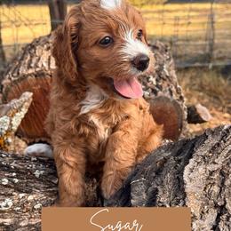 Sugar - Apricot female Goldendoodle puppy in Burleson, Texas from Kendall’s Kennel
