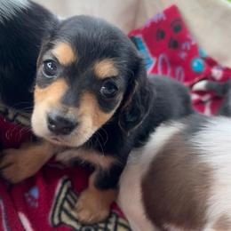 Charlie - Black and tan male Dachshund puppy in Marseilles, Illinois from Zacha’s Doxie House