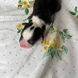 Boy 1 - Black and tan male Pembroke Welsh Corgi puppy in Missouri from Cooler Farms Corgis