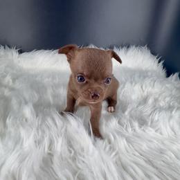 Peach - Chocolate female Chihuahua puppy in Simpsonville, South Carolina from N&T's Chihuahuas