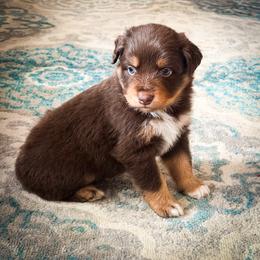 Zion - Red tri-color male Australian Shepherd puppy in Coldwater, Michigan from Northern Star Australian Shepherds