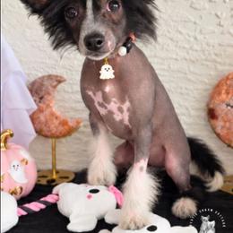Portia is 3500 - Black and white female Chinese Crested puppy in Ocala, Florida from Crestie Charm Cottage