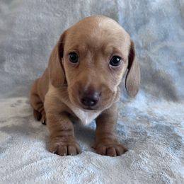 Elfie - Red male Dachshund puppy in Ocala, Florida from Weenie Boops