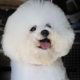Bichon Frises from Almaza Bichons