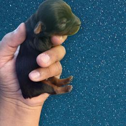 Blue - Black and tan male Yorkshire Terrier puppy in Pomona, California from Lunio's Yorkies