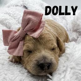 Dolly - Apricot female Goldendoodle puppy in Eagle Mountian, Utah from The Puppy Family