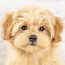 Maltipoo puppies from Marlene's Doodles