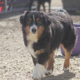 Cinder - Toy Australian Shepherd