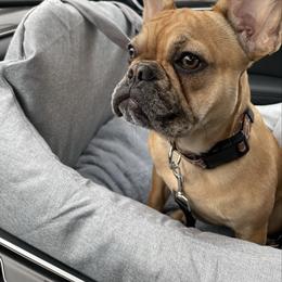 Finnley - Blue female French Bulldog puppy in Philadelphia, Pennsylvania from Kiki Leigh Frenchies