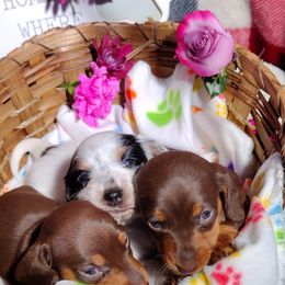 Dachshund Puppies from K&L Dachshund