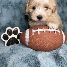 Curly - Apricot male Maltipoo puppy in West Jordan, Utah from Mid Sized Maltipoos and More LLC