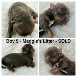 Boy 5 - Chocolate male Havanese puppy in Elkins, Arkansas from Havana Knights Havanese