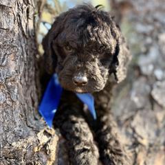 Mr Blue - Black male Australian Labradoodle puppy in Greenwood, Arkansas from Mount Harmony Labradoodles