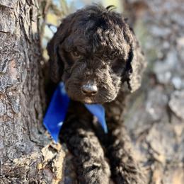 Mr Blue - Black male Australian Labradoodle puppy in Greenwood, Arkansas from Mount Harmony Labradoodles