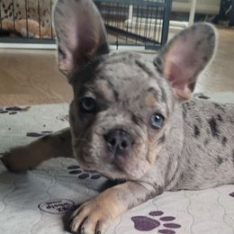 French Bulldogs from Pugs, Frugs and Frenchies