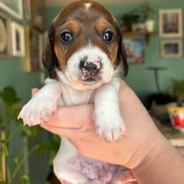 Remy - Piebald male Dachshund puppy in Jacksonville, North Carolina from Lizzie’s Doxies
