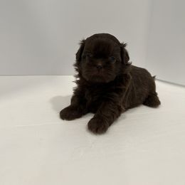 Shih Tzu Puppies from Moore Shih Tzus