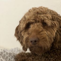 Fancy - Goldendoodle