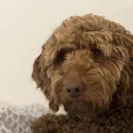 Fancy - Goldendoodle