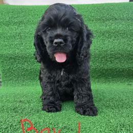 Boy 1 - Black male Cocker Spaniel puppy in Corcoran, California from Sweet Heart Cockers
