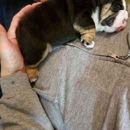 English Bulldog and French Bulldog Puppies from Bullwrinklz