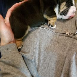 English Bulldog and French Bulldog Puppies from Bullwrinklz