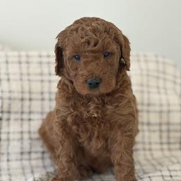 Copper - Red  male Goldendoodle puppy in Strasburg, Virginia from Shenandoah Valley Doodles