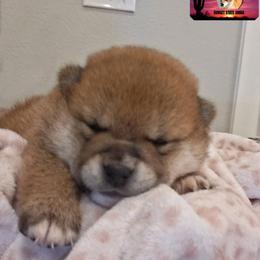Shiba Inu Puppies from Sunset State Shiba